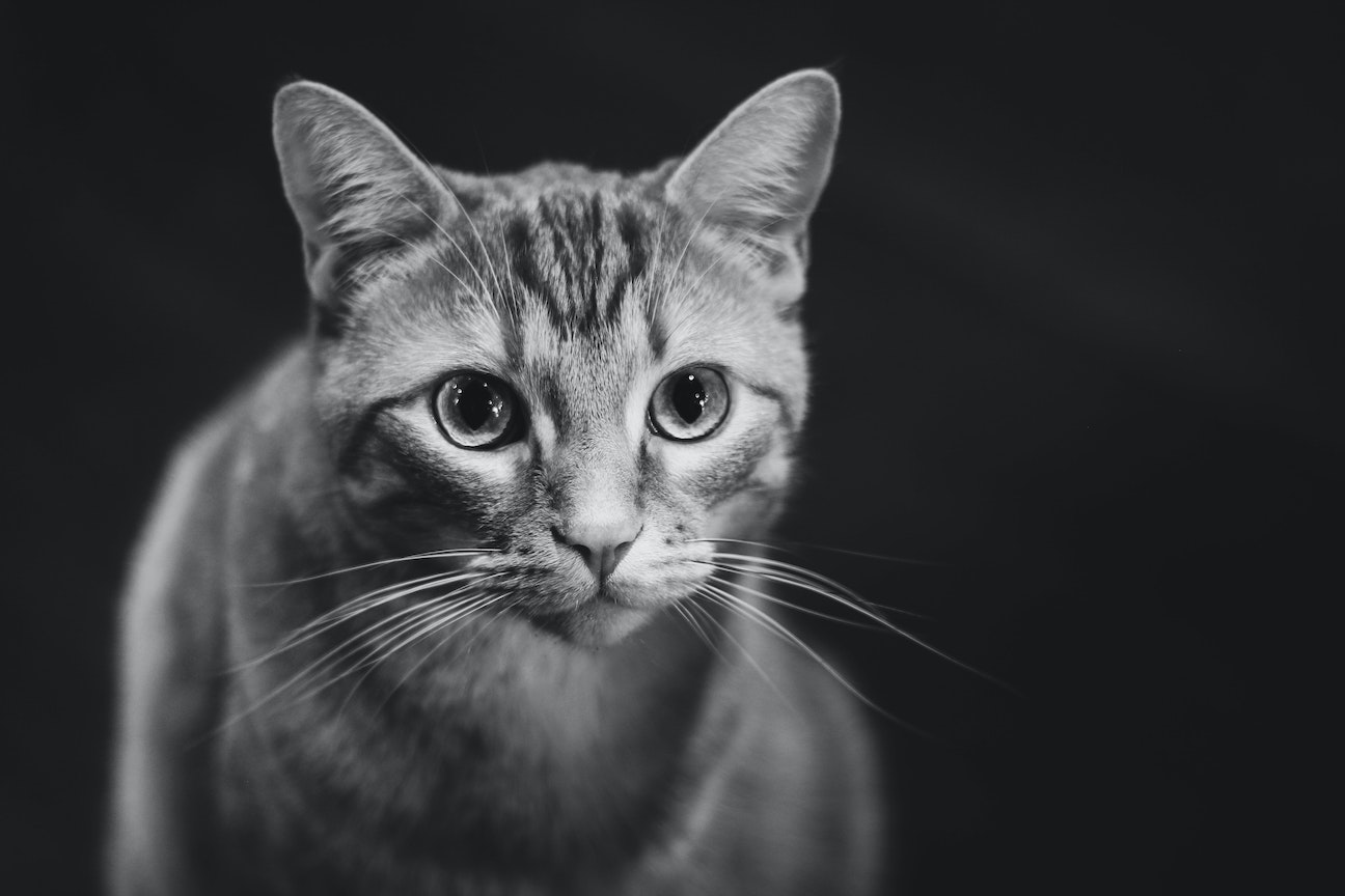 the upper body of a tabby cat. Their face is in focus and the back part of the body is blurred  in greyscale