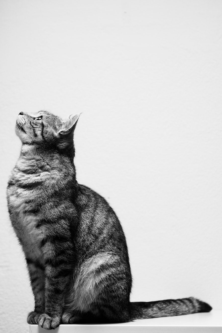 tabby cat standing upright and looking up in greyscale