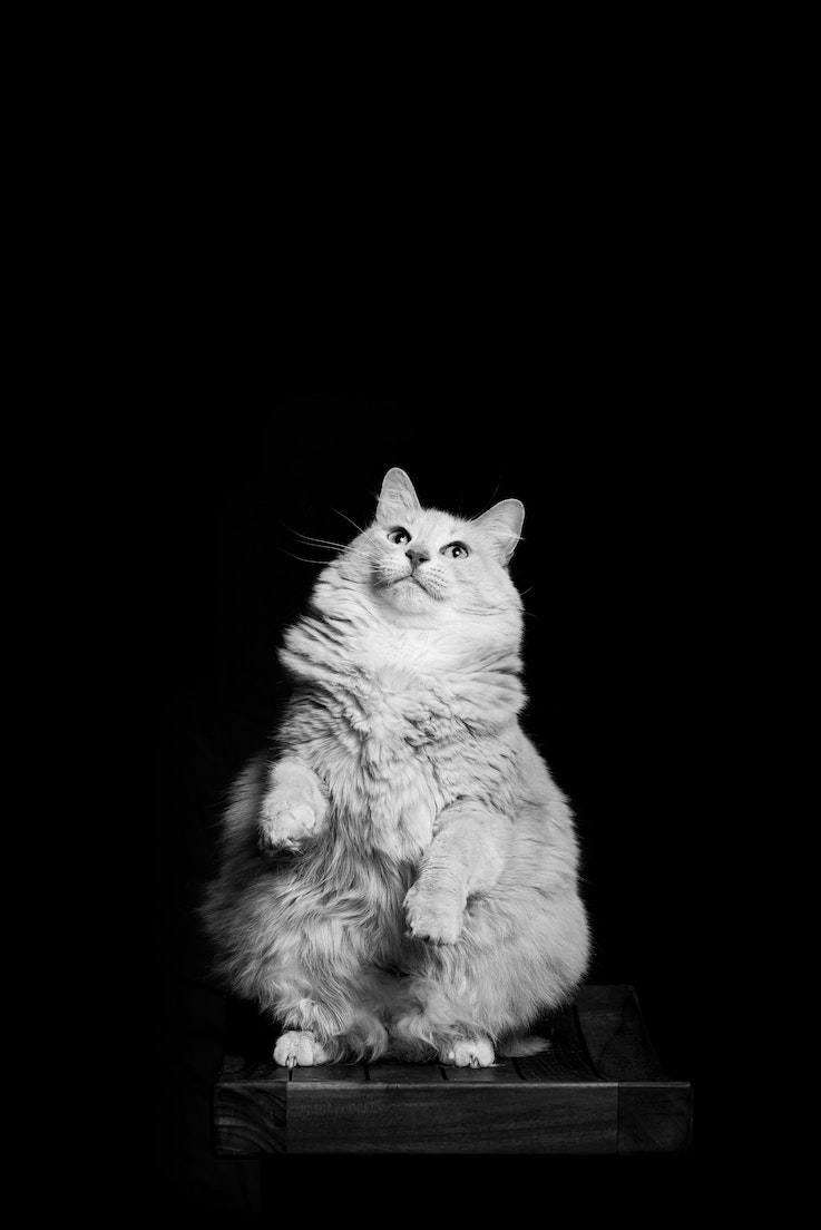 a light colored fluffy cat sitting on their hind legs with the front paws raised in greyscale
